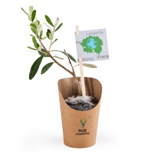PLANT D'OLIVIER EN POT WRAP KRAFT