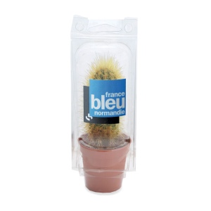 Mini serre cactus