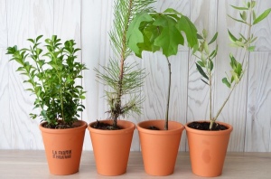 Plant d'arbre pot terre cuite Ø10 cm - Feuillus
