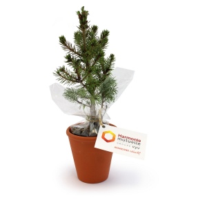 Plant d'arbre pot terre cuite Ø10 cm - Résineux