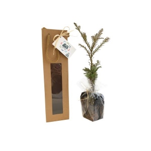 Plant d'arbre sac kraft - Résineux