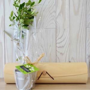 Plant d'arbre tube bois - Feuillus
