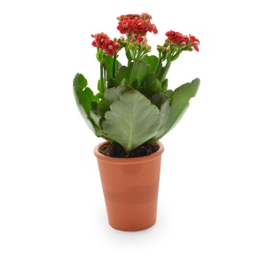 Plante fleurie pot terre cuite Ø7 cm