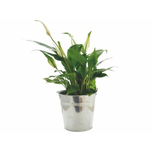 Plante pot zinc Ø15 cm