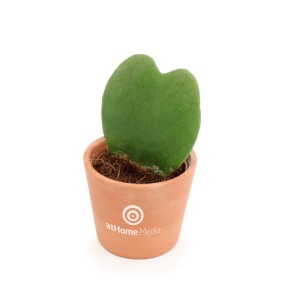 Hoya