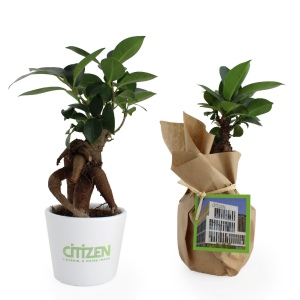 Plante prestige pot céramique ø7cm