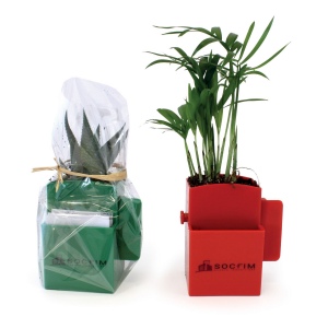 Végétal-Box avec plante dépolluante