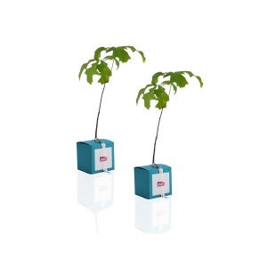 Cube Arbre Feuillus