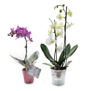 Grande orchidée