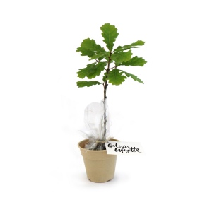 Plant d'arbre pot Bambou Ø10 cm - Feuillus