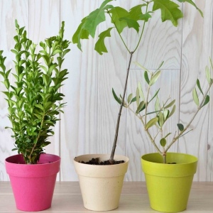 Plant d'arbre pot Bambou Ø10 cm - Prestiges