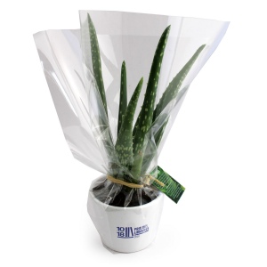 Aloé Vera pot Ø9cm