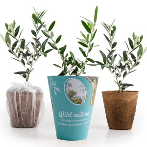 Petit arbre en pot biodégradable - Olivier