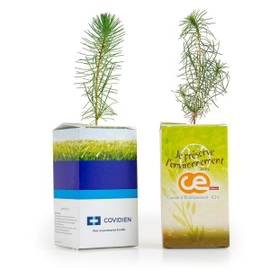 Petit arbre en boite cube - Pin