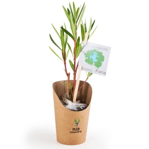Petit arbre en pot carton - Laurier rose