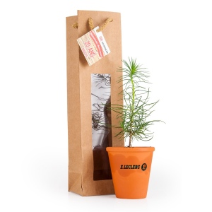 Petit arbre en pot terre et sac prestige - Pin