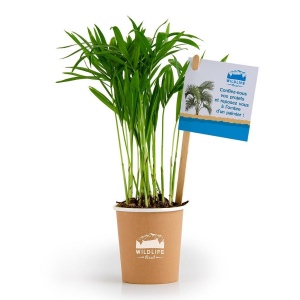 Plante dépolluante en pot gobelet carton - Chamaedorea