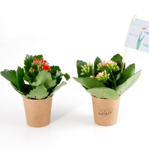 Fleur en pot gobelet carton - Kalanchoe