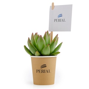 PETITE PLANTE GRASSE GOBELET CARTON