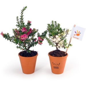 Fleur de Noel en pot terre - Pernettya