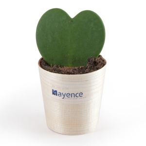 Plante coeur en pot bois - Hoya