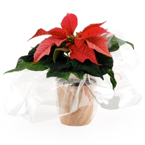 Plante de Noel en pot wrap - Poinsettia