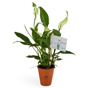 Plante dépolluante en pot terre