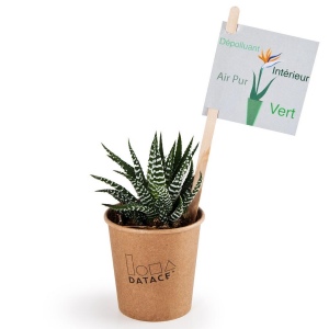 Plante grasse en pot gobelet carton - Haworthia