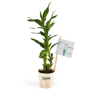 Bambou en pot bois - Lucky bamboo