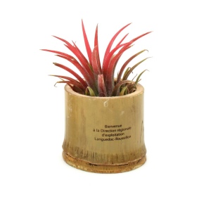 Tillandsia pot bambou