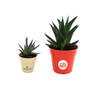 Plante pot bambou Ø10 cm