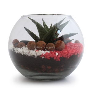Terrarium DIY Petit modèle