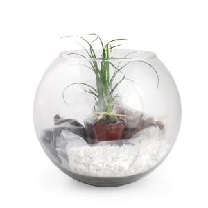 Terrarium DIY Grand modèle
