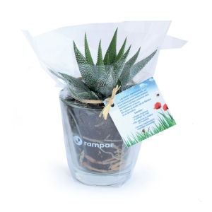Plante vase