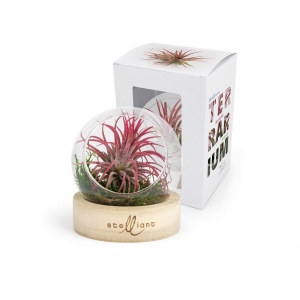 Tillandsia en terrarium socle bois