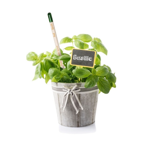 Crayon de papier à planter graines basilic