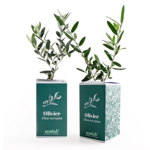 Petit arbre en boite cube - Olivier
