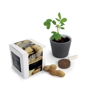 Kit pot ardoise graines arachide