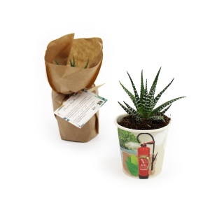 Pot carton plante