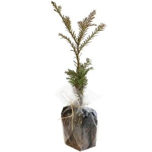 Plant d'arbre dans un sac papier graines - Résineux