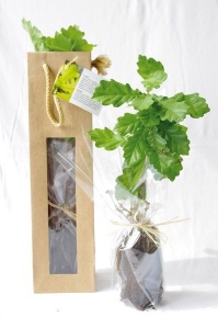 Plant d'arbre dans un sac papier graines  - Feuillus