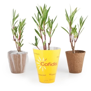 Petit arbre en pot biodégradable - Laurier rose