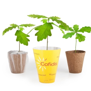 Petit arbre en pot biodégradable - CHENE