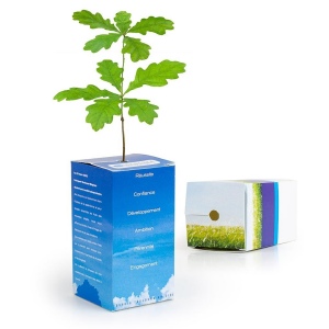Petit arbre en boite cube - CHENE