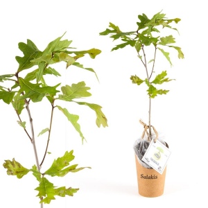 Petit arbre en pot carton - CHENE