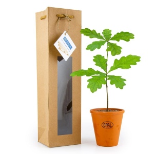 Petit arbre en pot terre et sac prestige - CHENE