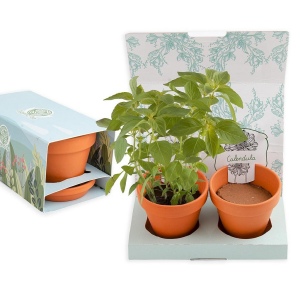 COFFRET 2 POTS TERRE CUITE ET GRAINES