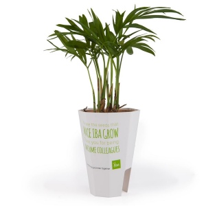 Plante en pot quadri pour ordinateur - chamaedorea