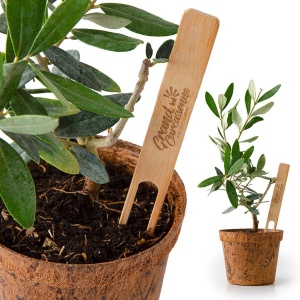 PLANT D'OLIVIER EN POT FIBRE COCO BIODÉGRADABLE