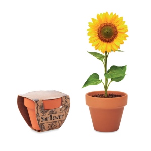 SUNFLOWER - Pot graines de tournesol